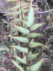 Cheilanthes viridis viridis