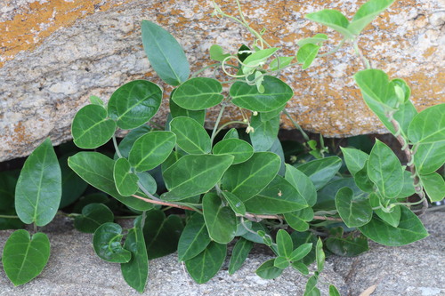 Antamul (Vincetoxicum indicum)