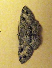 Cyclophora