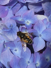 Eristalis horticola