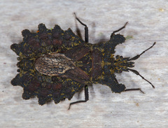 Dysodius lunatus