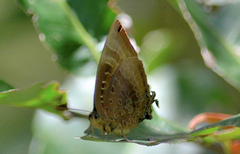 Arhopala madytus
