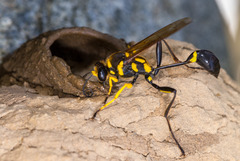 Sceliphron fistularium