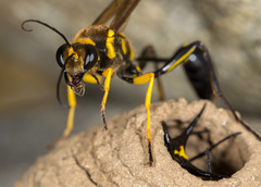 Sceliphron fistularium