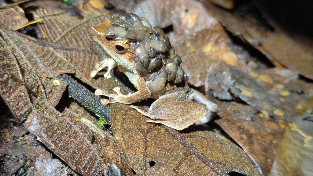 Horned Land Frog (Sphenophryne cornuta)