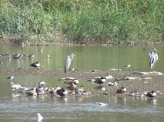 Ardea cinerea