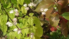 Clerodendrum thomsoniae