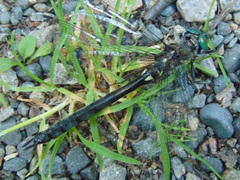 Somatochlora elongata