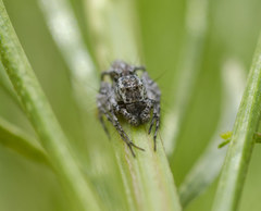 Hamataliwa grisea