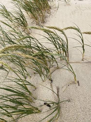 Image of Thinopyrum distichum by (c) Simon Tamblyn, some rights reserved (CC BY)