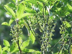 Melicytus macrophyllus