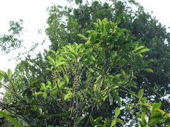 Melicytus macrophyllus