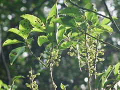 Melicytus macrophyllus