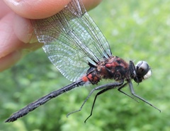 Leucorrhinia glacialis