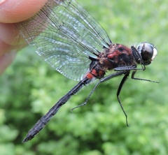 Leucorrhinia glacialis