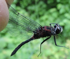 Leucorrhinia glacialis
