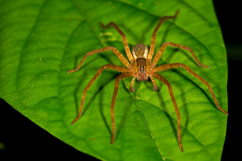 Two spotted Bromeliad spider