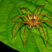 Two Spotted Bromeliad Spider - Photo (c) Graham Wise, some rights reserved (CC BY-SA), uploaded by Graham Wise