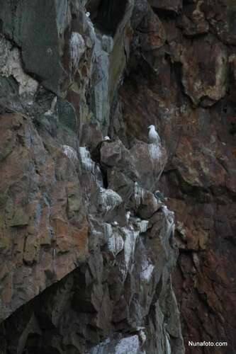 Black-legged Kittiwake (Rissa tridactyla)