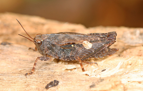 Black-sided Pygmy Grasshopper photo 5