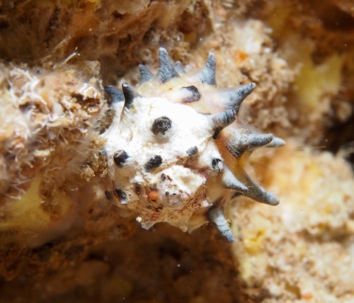 Drupa ricinus observed 2019-07-16