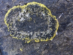 Polycauliona verruculifera