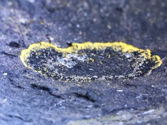 Polycauliona verruculifera