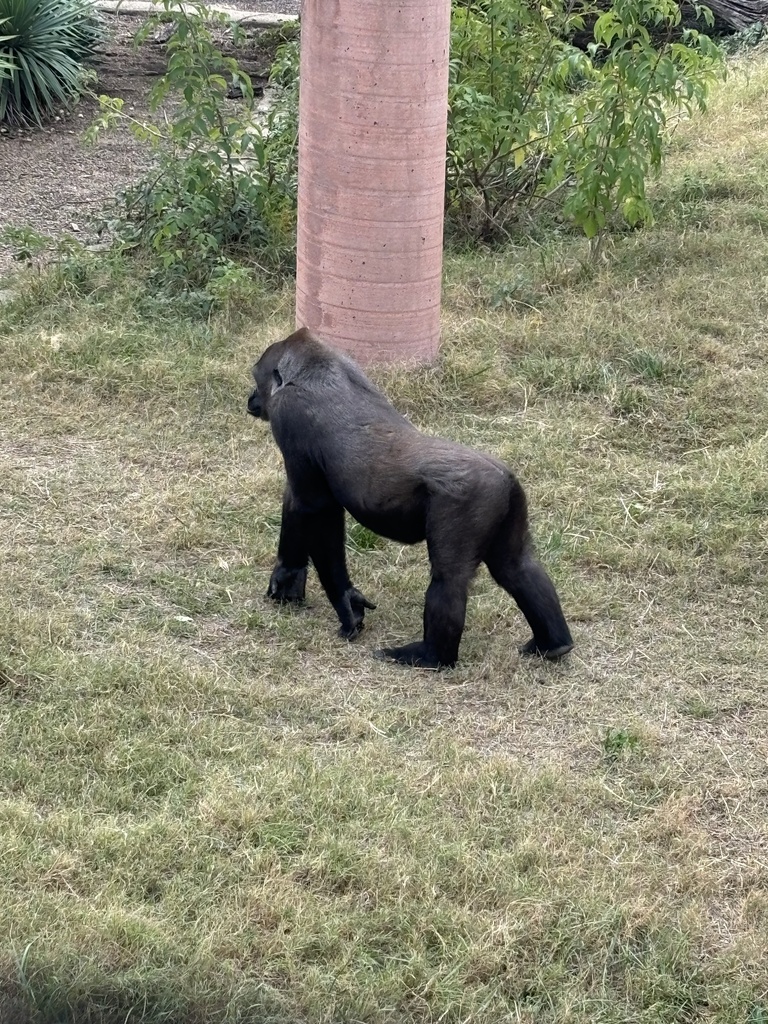 Western Lowland Gorilla in November 2024 by jessicagayle · iNaturalist