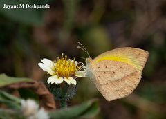 Eurema laeta