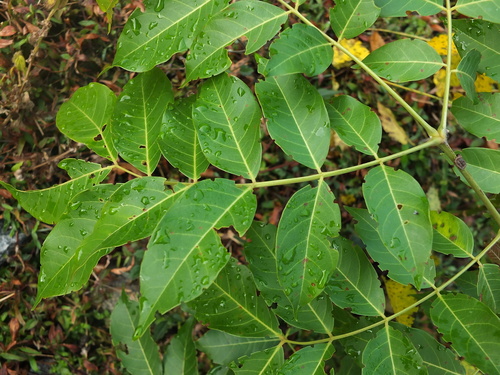 Image of Kenya coffeeshade by (c) Siddarth Machado, some rights reserved (CC BY)
