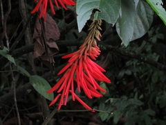 Erythrina rubrinervia