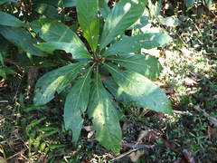 Actinodaphne bourdillonii