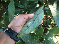 Actinodaphne bourdillonii