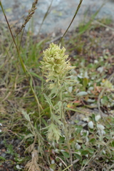 Castilleja cervina