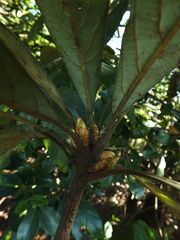 Actinodaphne bourdillonii