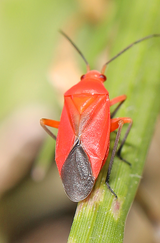 Oncerometopus ruber
