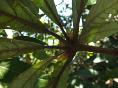 Actinodaphne bourdillonii