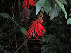 Erythrina rubrinervia
