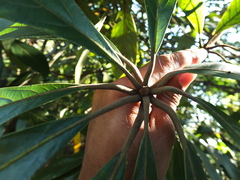 Actinodaphne bourdillonii