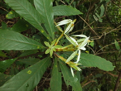 Actinodaphne bourdillonii