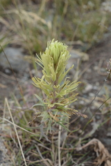 Castilleja cervina