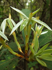 Actinodaphne bourdillonii