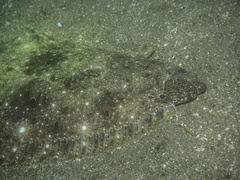 Bastard Halibut photo 1