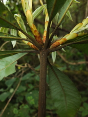 Actinodaphne bourdillonii