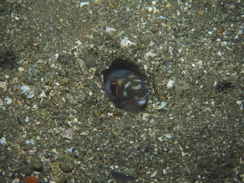 Conger eel (Ariosoma anago) — Congridae — 4