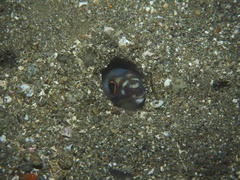 Silvery Conger photo 2