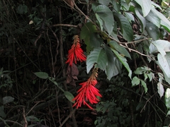 Erythrina rubrinervia