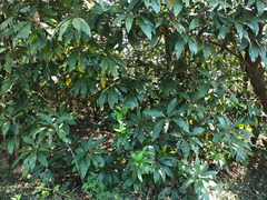 Actinodaphne bourdillonii