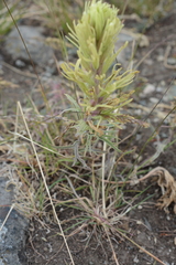 Castilleja cervina