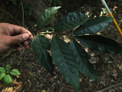Actinodaphne bourdillonii